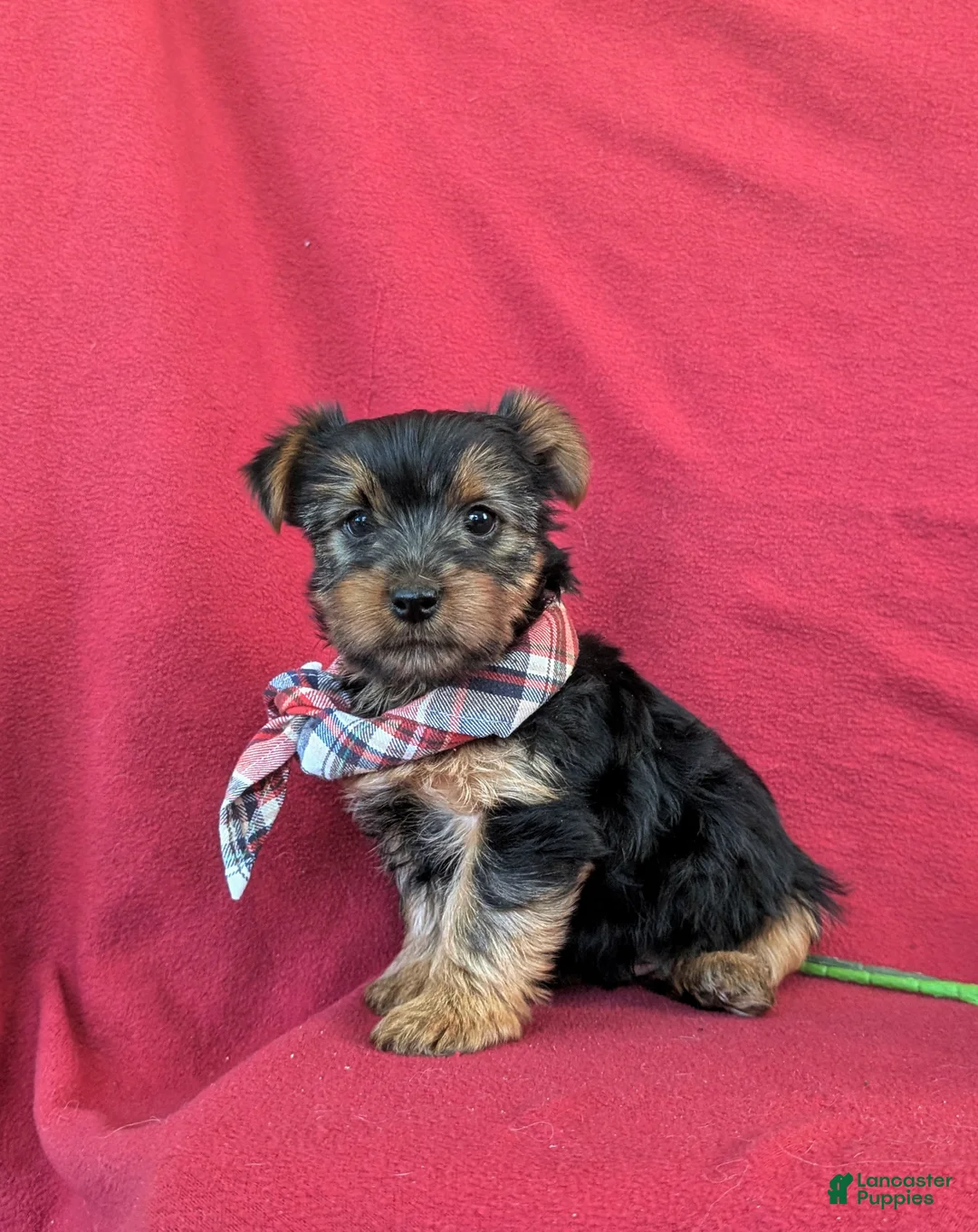Yorkshire Terrier dogs for sale: Kennedy - Ad 1