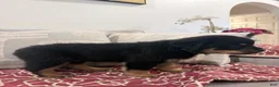 Rottweiler dogs for sale: GREEN collar boy - Ad 6