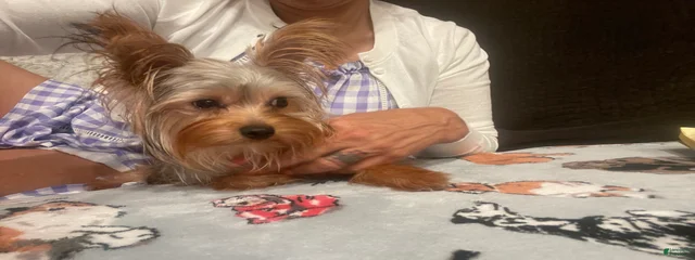 Lola