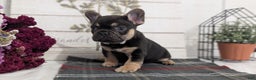 French Bulldog dogs for sale: Scout - Ad 9