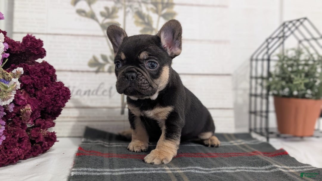 French Bulldog dogs for sale: Scout - Ad 9