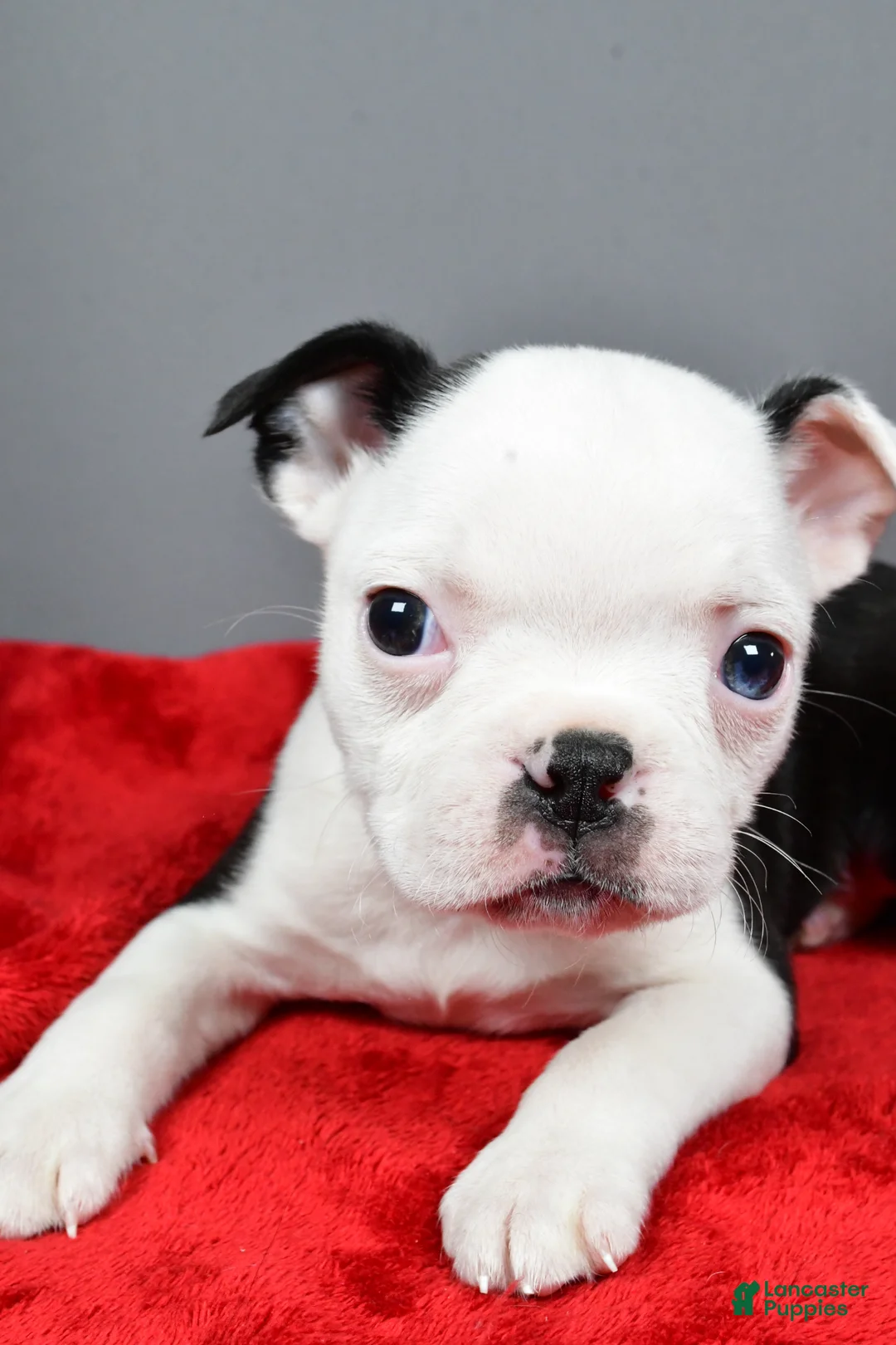 Boston Terrier dogs for sale: Trixie - Ad 8