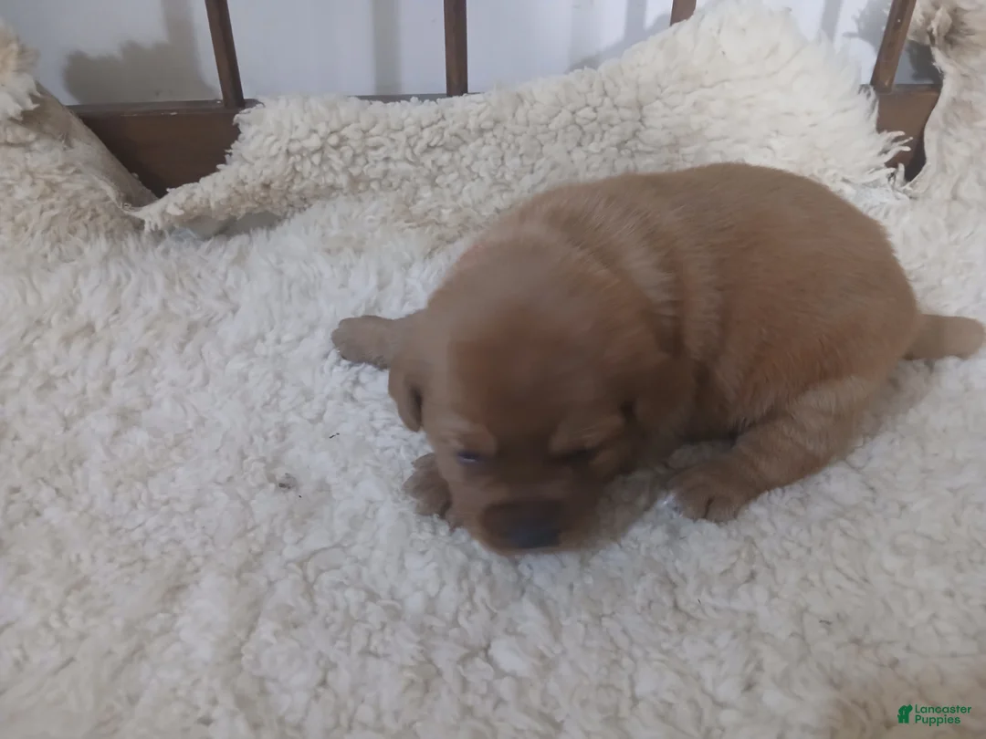 Labrador Retriever dogs for sale: Maggie  - Ad 2