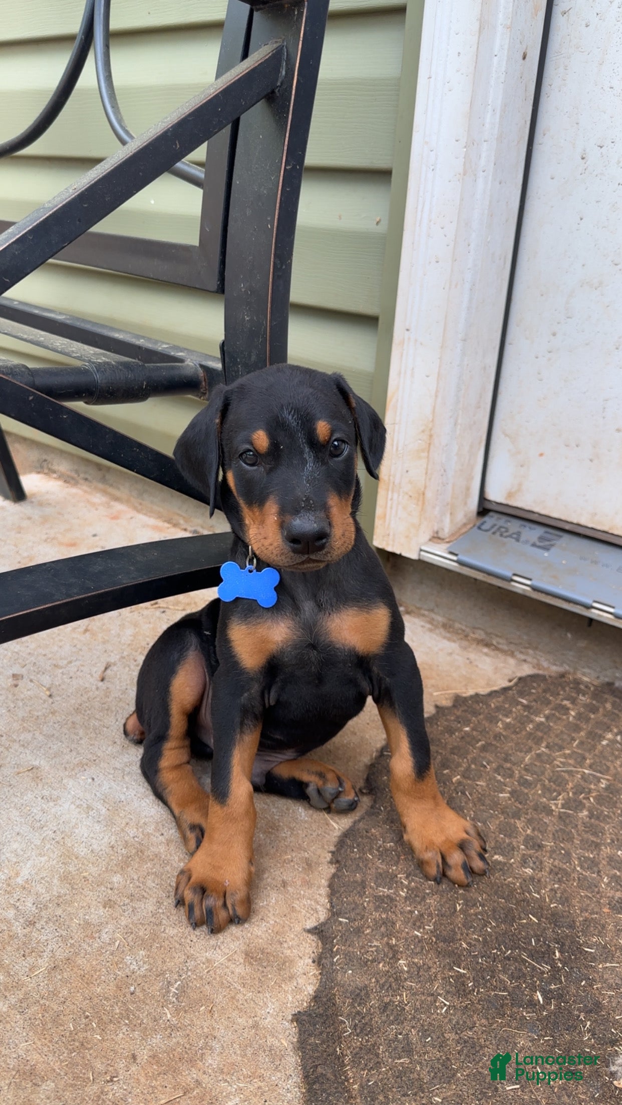 Doberman Pinscher dogs  Puppy 1 - Ad 9