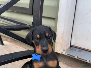 Doberman Pinscher dogs Puppy 1 - Ad 23