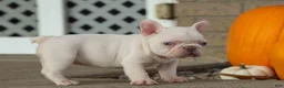 French Bulldog dogs for sale:  Rosa💖 - Ad 18
