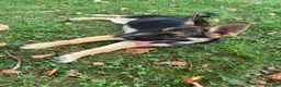 German Shepherd dogs for sale:  brownie  - Ad 3