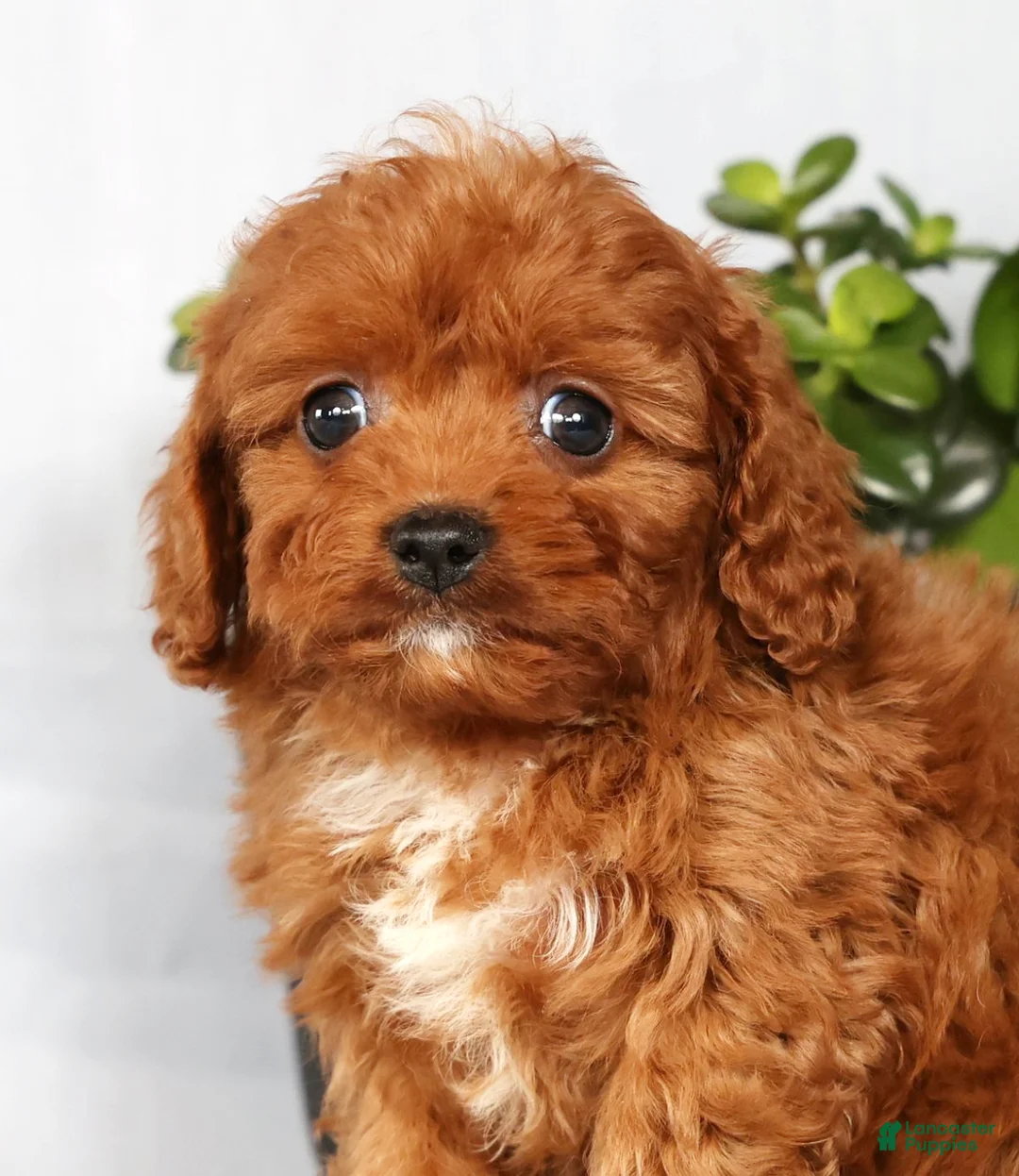Cavapoo dogs for sale: Miles - Ad 9