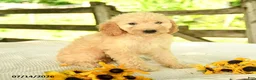 Mini Goldendoodle dogs for sale: Trisha - Ad 10