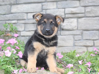 German Shepherd dogs - Ad 1