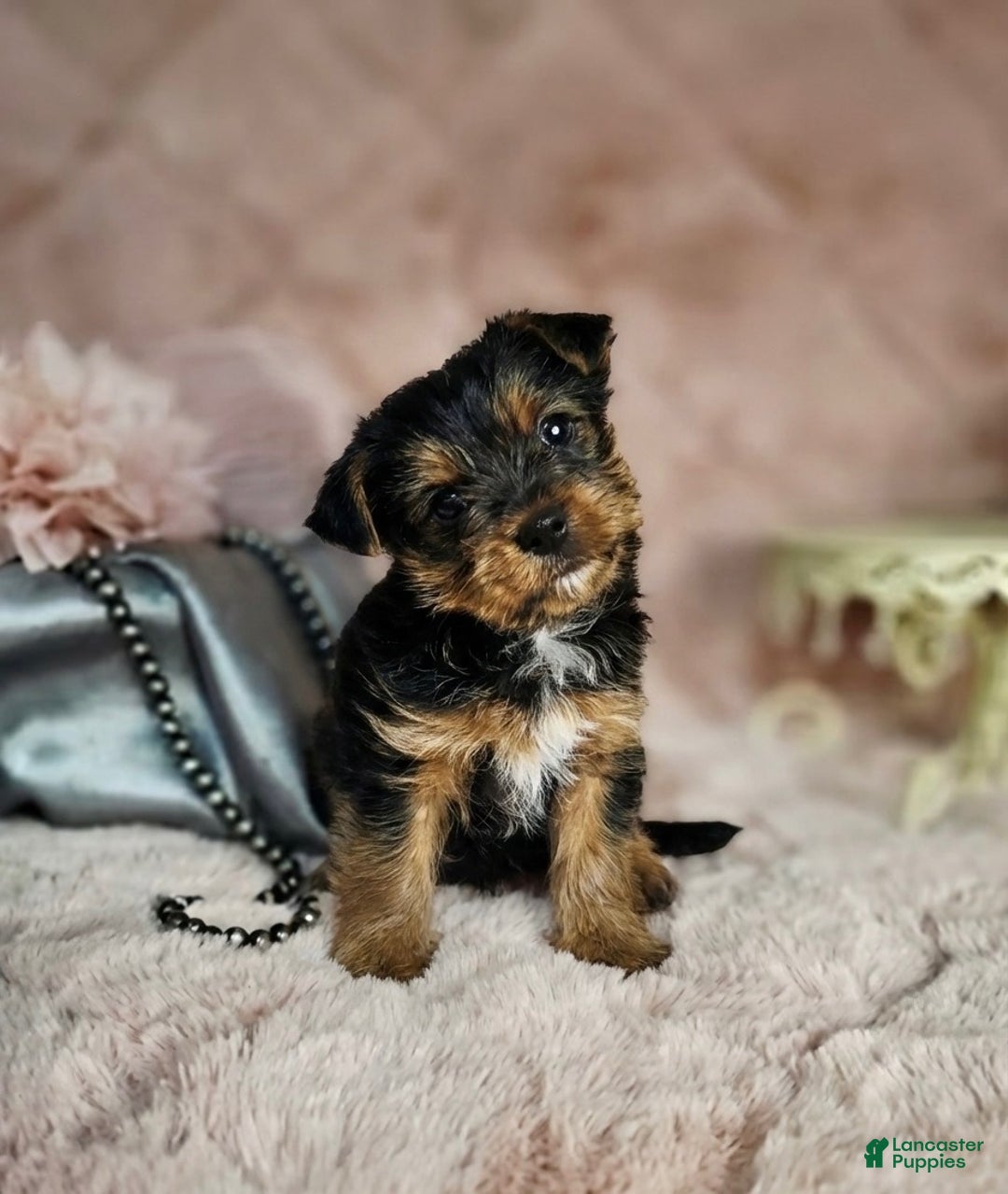 Yorkshire Terrier dogs for sale: Yorkshire Terrier Puppy 1 - Ad 1