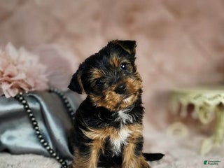 Yorkshire Terrier dogs Yorkshire Terrier Puppy 1 - Ad 26