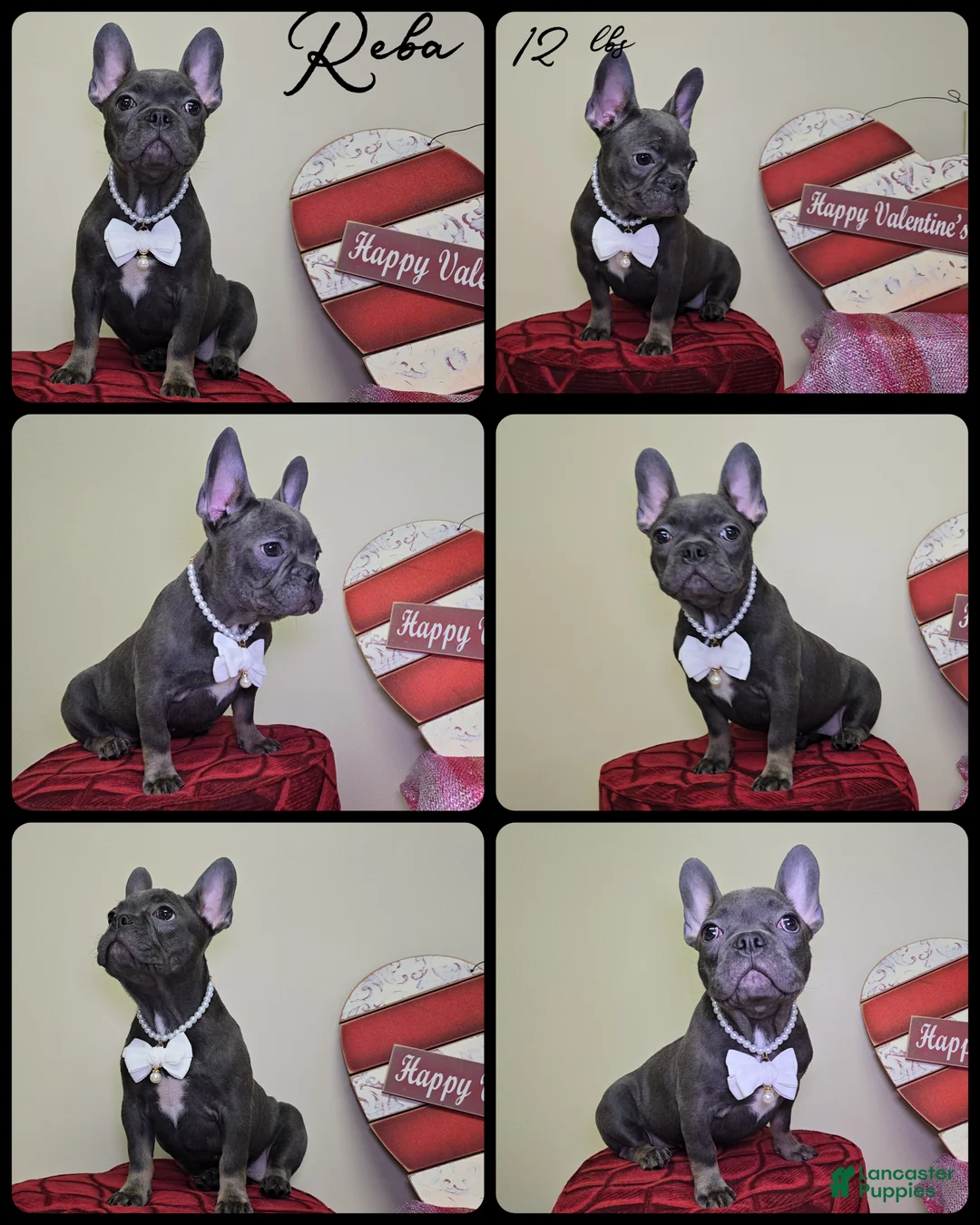 French Bulldog dogs for sale: Reba - Ad 1