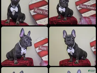 French Bulldog dogs Reba - Ad 41