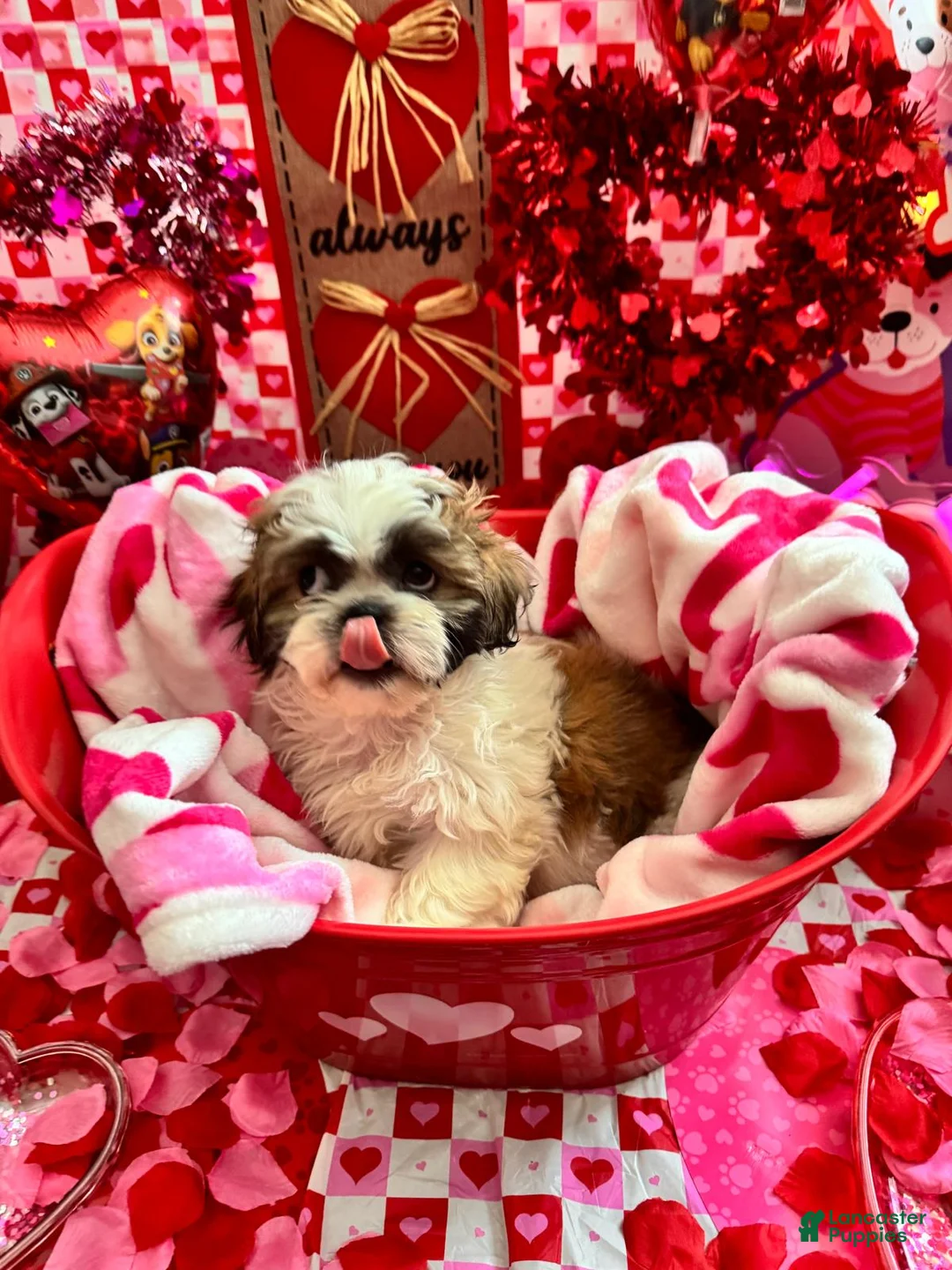 Shih Tzu dogs for sale: Shih Tzu Puppy 2 - Ad 1