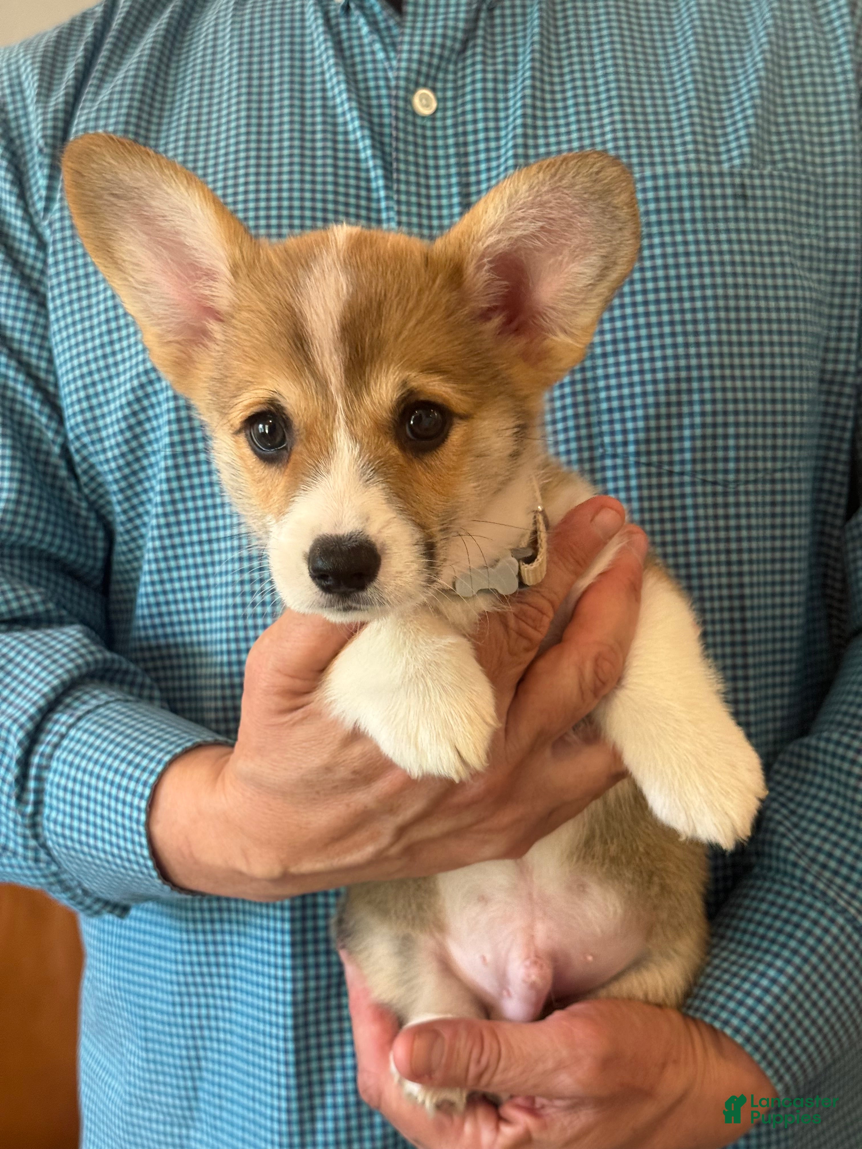 Welsh Corgi Pembroke dogs Carlo (Yellow Collar) - Ad 1