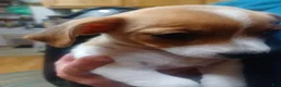 Mixed Breed dogs for sale: Mixed Breed 4 - Ad 1