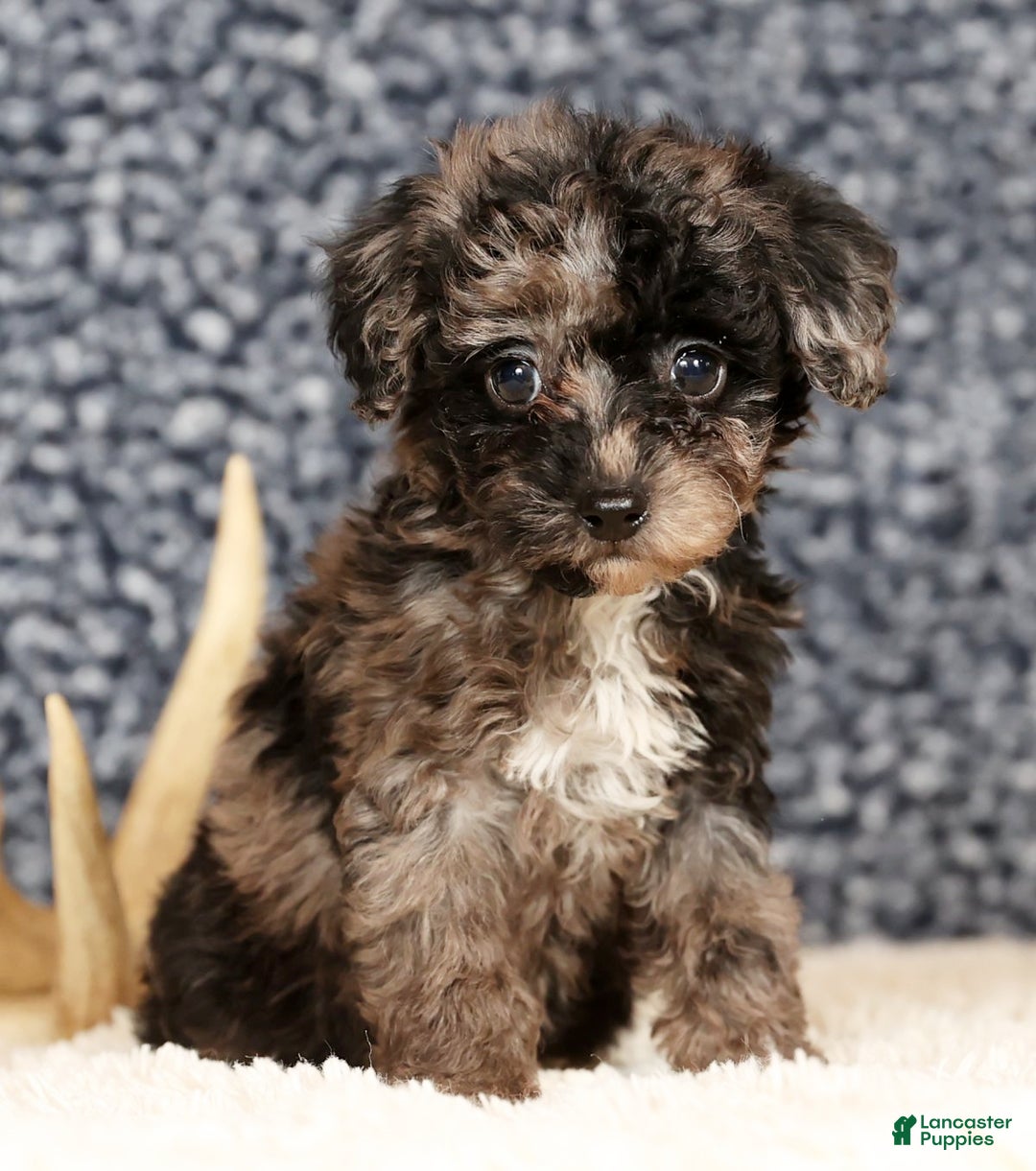 Havapoo dogs for sale: Evelyn - Ad 6