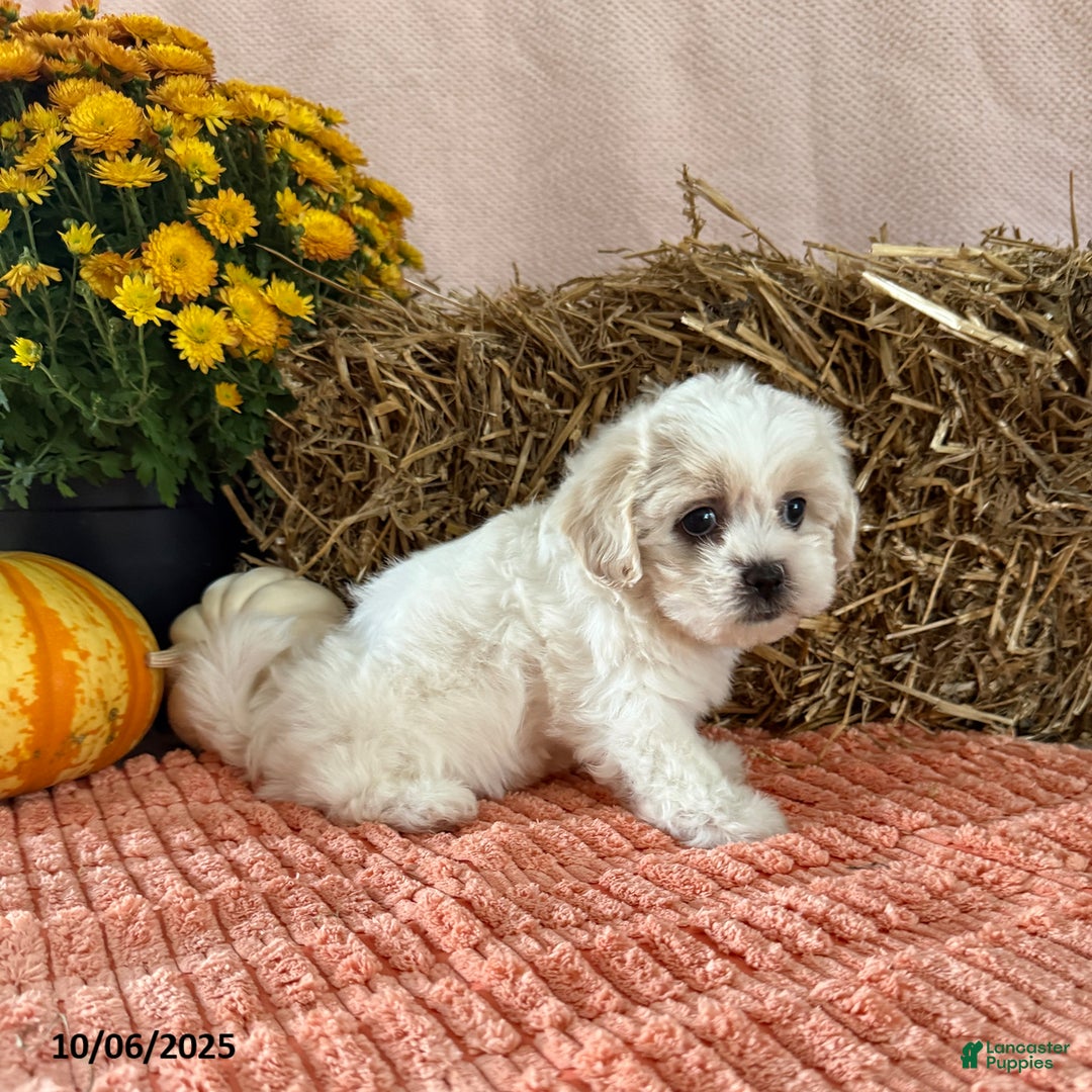 Teddy Bear dogs for sale: Candy - Ad 5