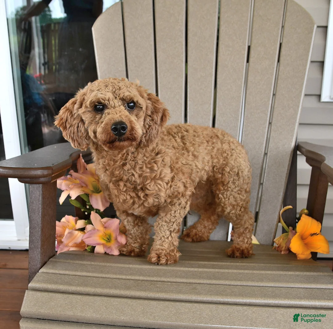 Bichpoo dogs for sale: Kyle - Ad 7