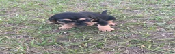 Bloodhound dogs for sale: Bloodhound Puppy 2 - Ad 1