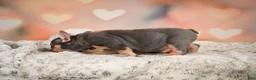 French Bulldog dogs for sale: Annie - Ad 3