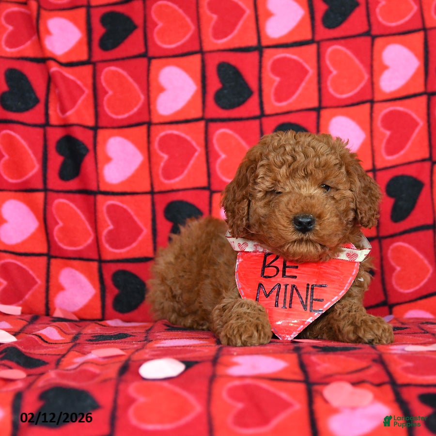 Mini Goldendoodle dogs Frosty  - Ad 2