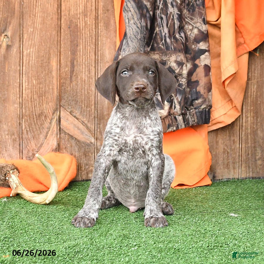 German Shorthaired Pointer dogs Satallite - Ad 2