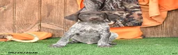 German Shorthaired Pointer dogs for sale: Satallite - Ad 2