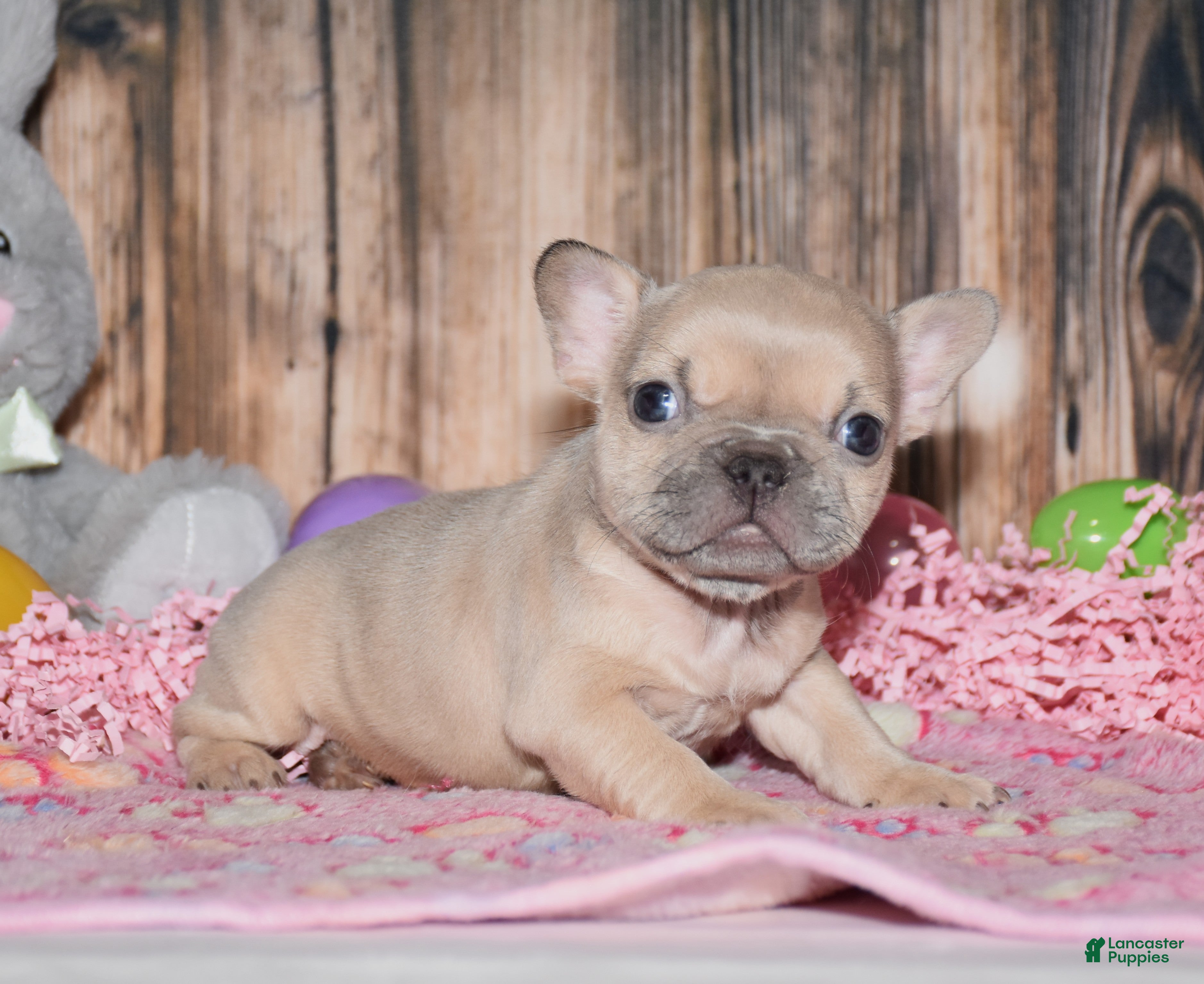 French Bulldog dogs Orchid - Ad 1