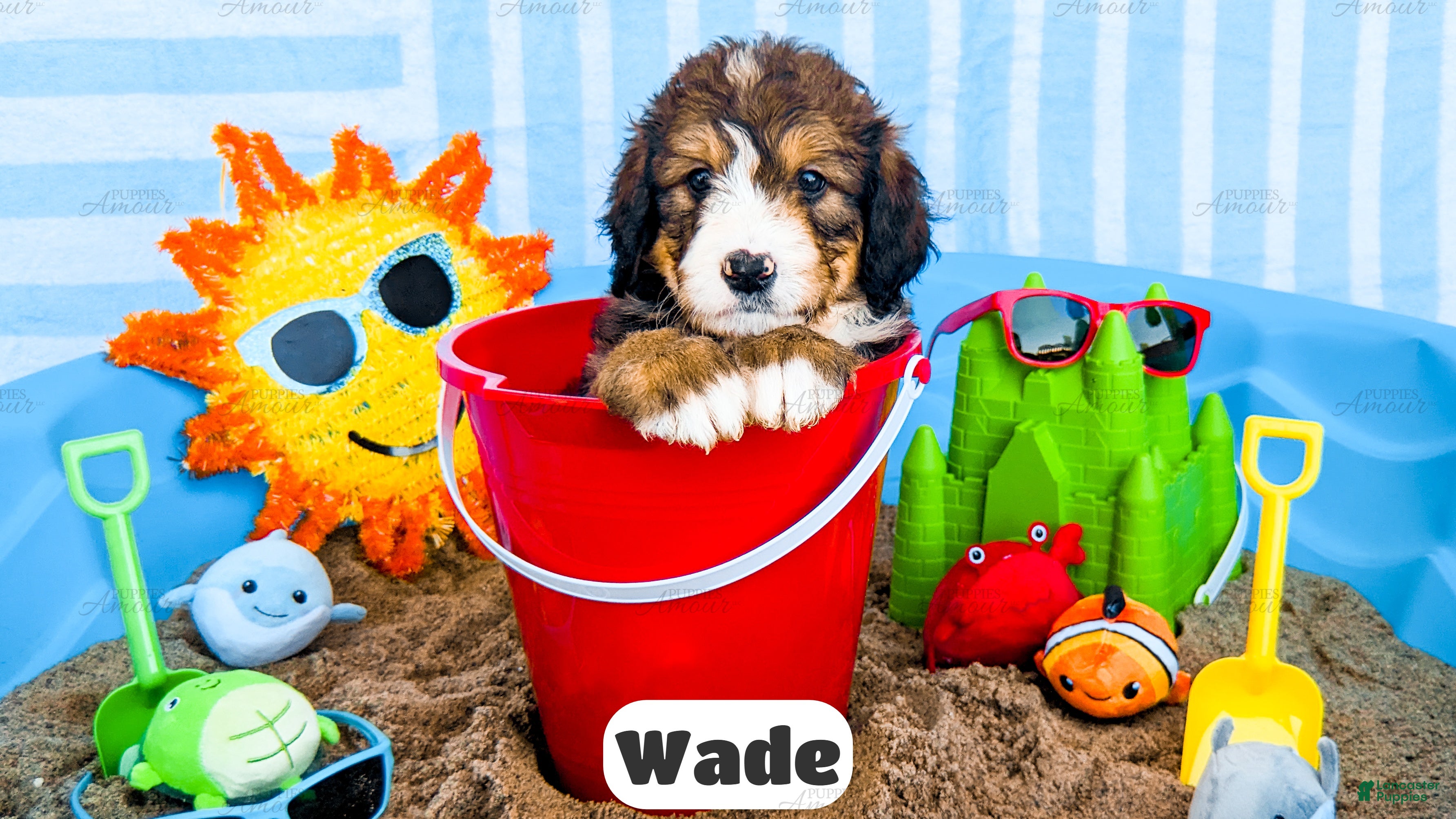 Bernedoodle dogs Wade - Ad 1