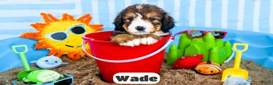 Wade