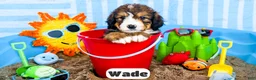 Bernedoodle dogs for sale: Wade - Ad 1