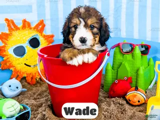 Bernedoodle dogs for sale: Wade - Ad 2