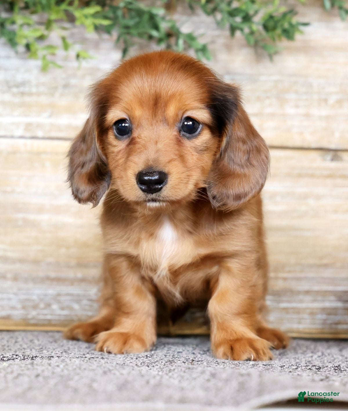 Miniature Dachshund dogs Judy - Ad 2