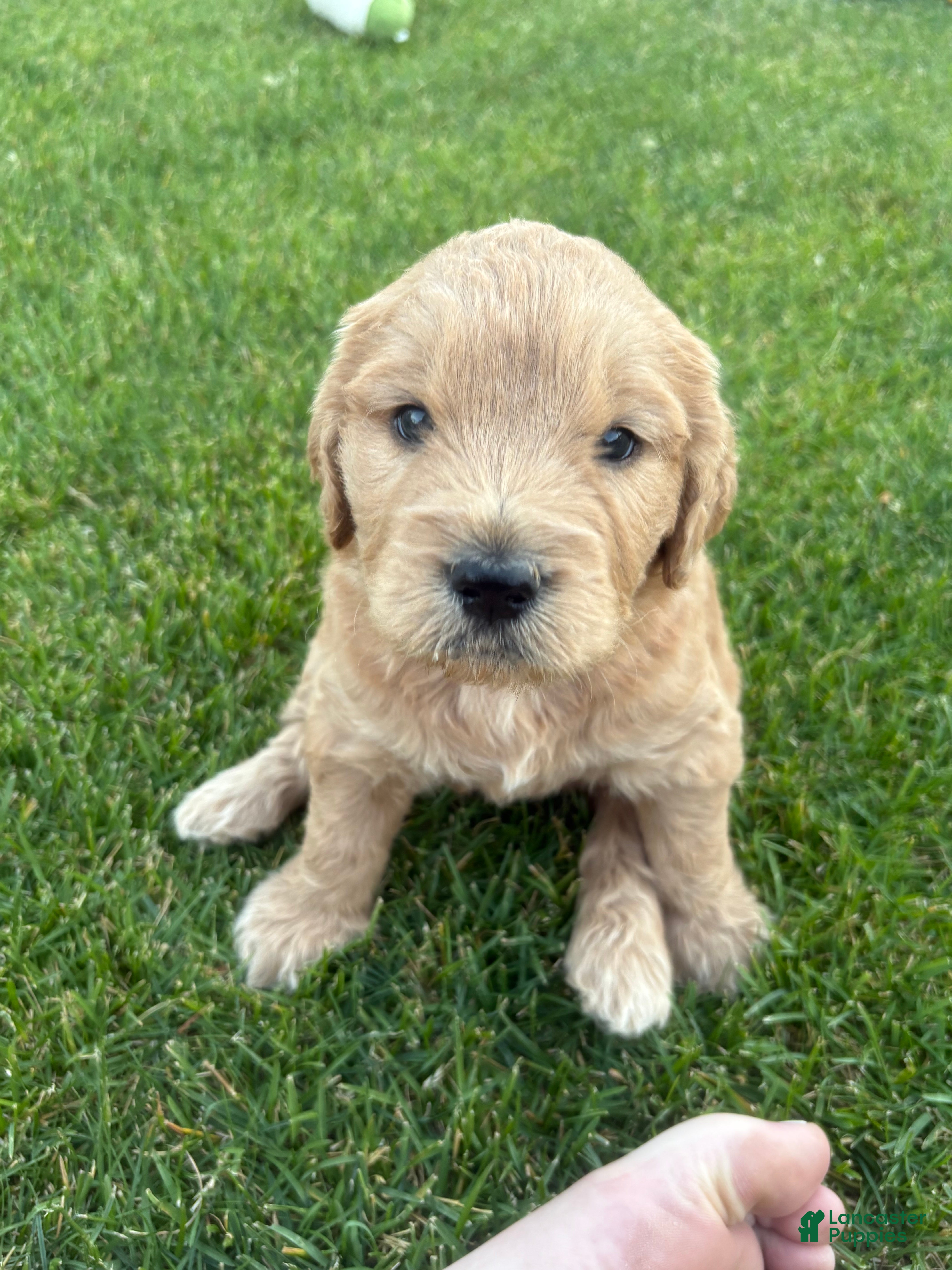Goldendoodle dogs Tater - Ad 1