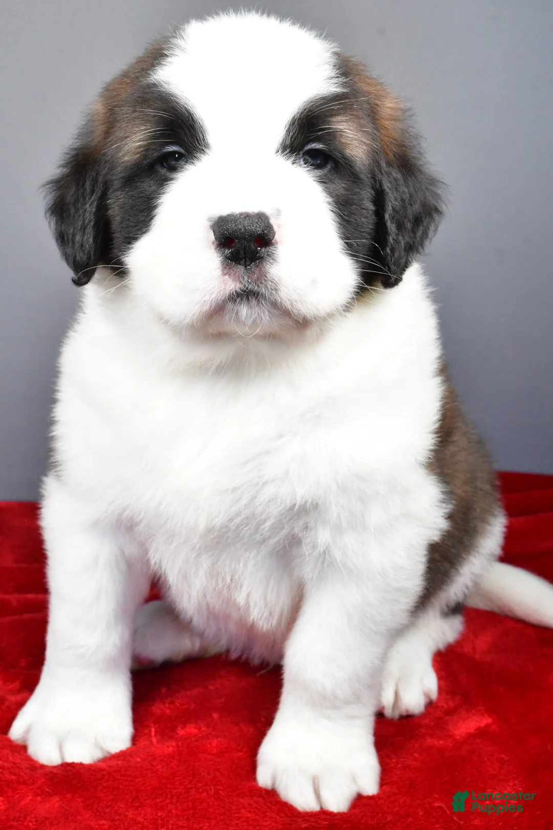 Saint Bernard dogs for sale: brutus - Ad 3