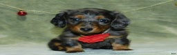 Miniature Dachshund dogs for sale: Miniature Dachshund Puppy 1 - Ad 1