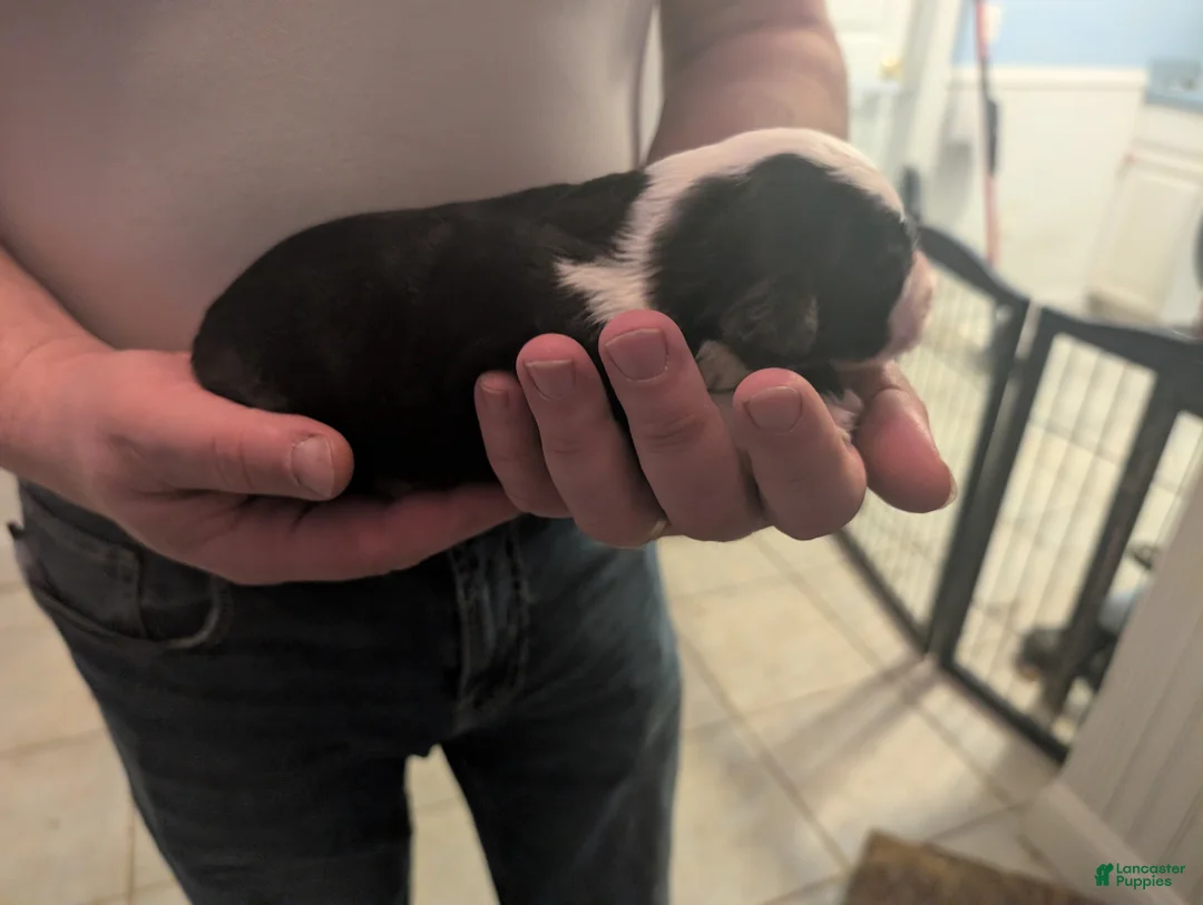 Sheepadoodle dogs for sale: Sheepadoodle Puppy 3 - Ad 2