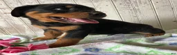 Rottweiler dogs for sale: Hans - Ad 2