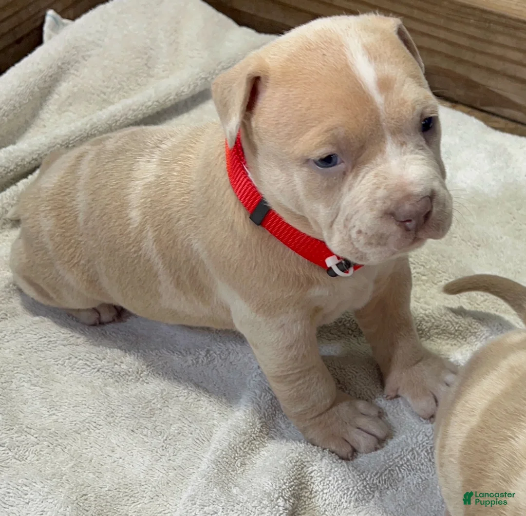 American Bully dogs for sale: Chucky - Ad 2