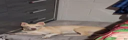 Siberian Husky dogs for sale: Siberian Husky 1 - Ad 3