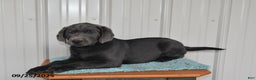 Labrador Retriever dogs for sale: Cash - Ad 13
