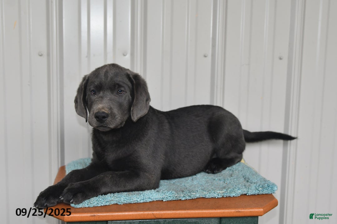 Labrador Retriever dogs for sale: Cash - Ad 13