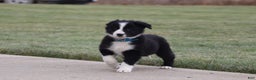 Border Collie dogs for sale: jolly - Ad 3