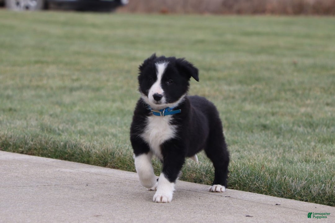 Border Collie dogs for sale: jolly - Ad 3