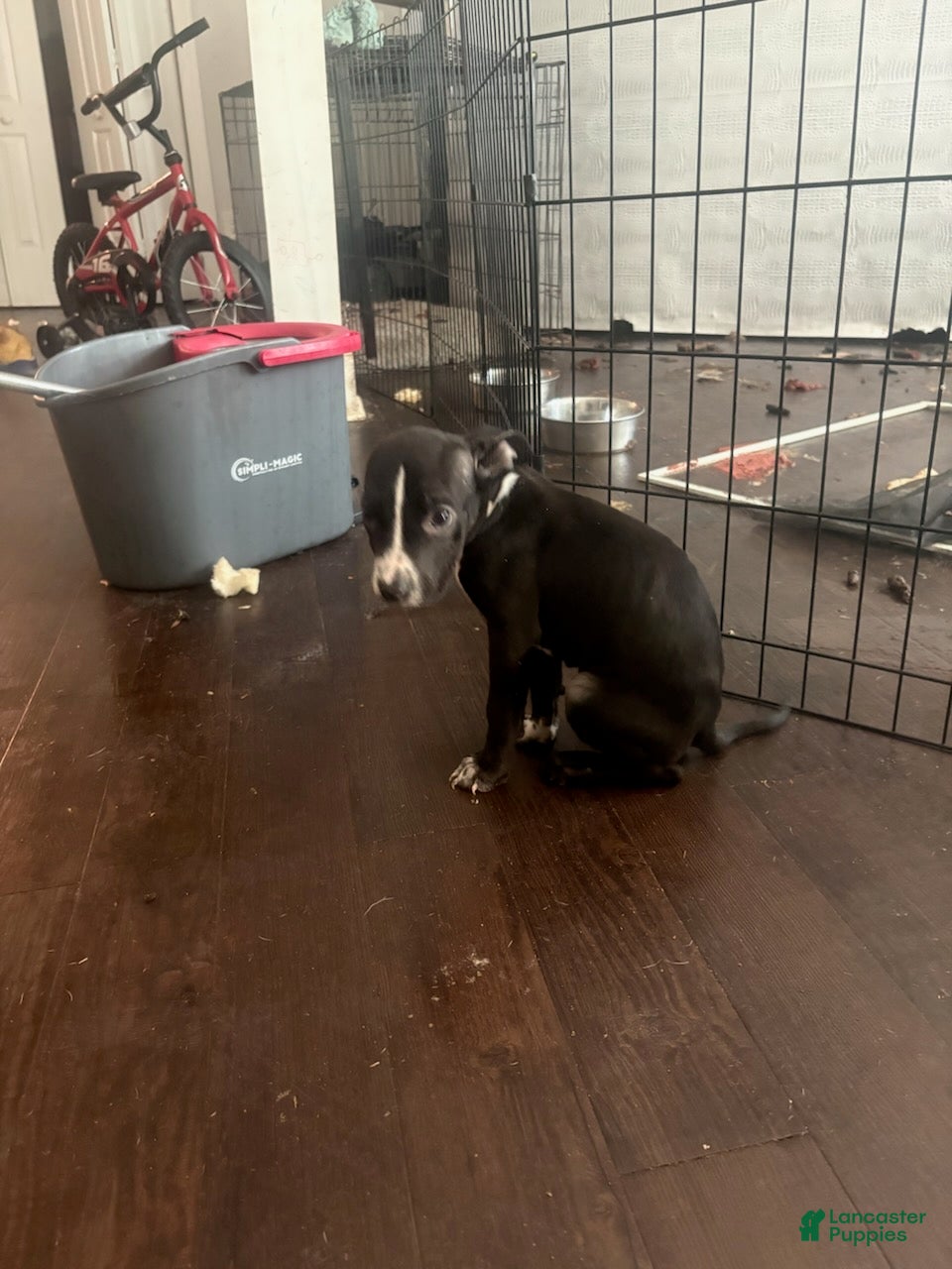 Mixed Breed dogs Girl 2 - Ad 1