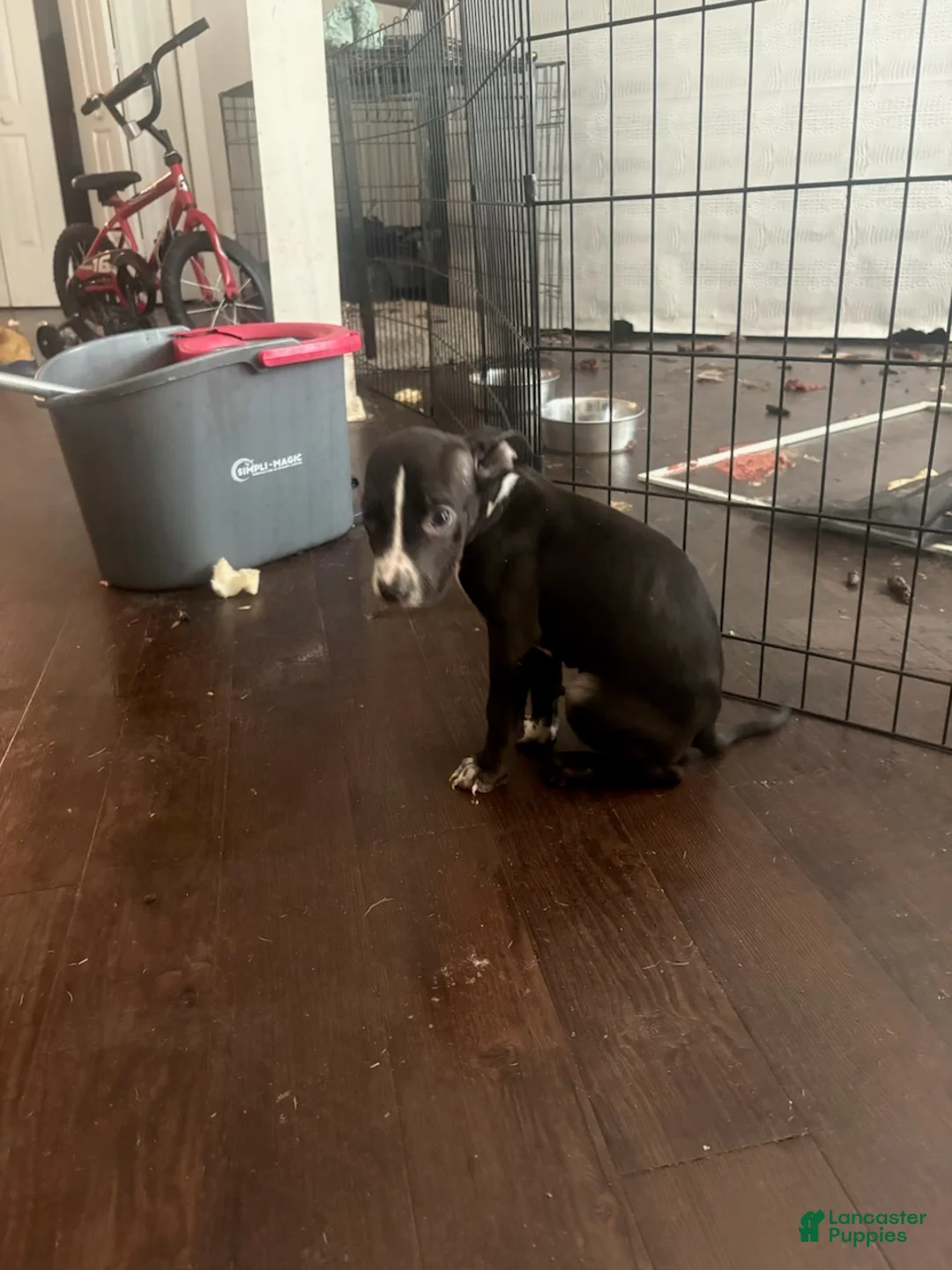 Mixed Breed dogs for sale: Girl 2 - Ad 1