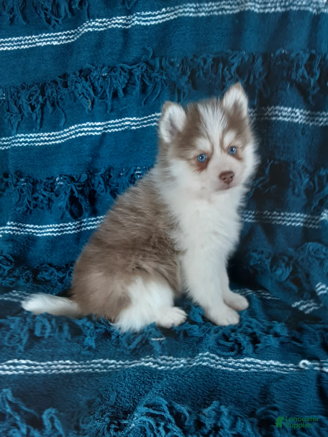 Pomsky dogs for sale:  Puppy 2 Oliver - Ad 1