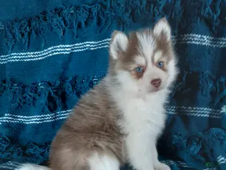 Pomsky dogs for sale: Puppy 2 Oliver - Ad 3